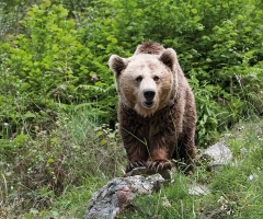 Más de 4.000 cazadores intentarán salvar a los osos de las trampas y venenos